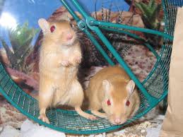 2gerbils.jpeg